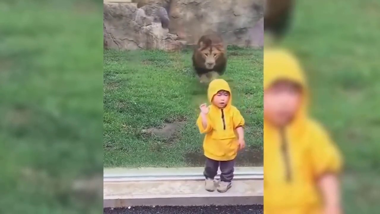 Animals trying to attack people