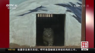 [中国新闻]青海西宁：国内唯一现存人工繁育雪豹满周岁 | CCTV-4