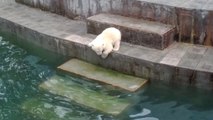 Little polar bear is afraid to enter the water