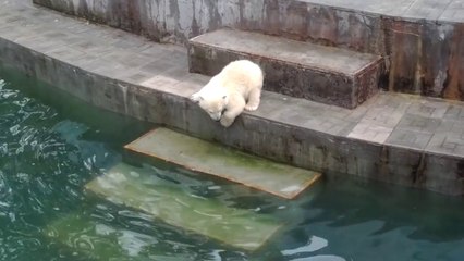 Little polar bear is afraid to enter the water