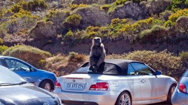 Piosenka o BMW - Parodia Śmieszne Piosenki o Samochodzie Beemce Przeróbki Fajne Beki Hity PL