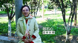 《中华情》 20170402 | CCTV-4