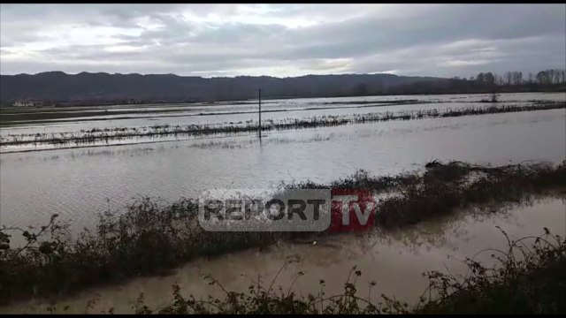 Report TV - Reshje në Fushë-Krujë, lumi del nga shtrati, banesat i rrethon uji