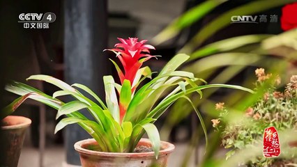 《记住乡愁 第三季》 20170301 第四十集 五凤镇——包容并蓄 | CCTV-4