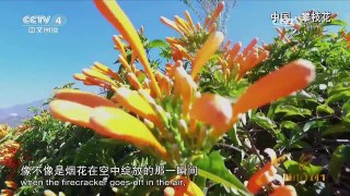 《城市1对1》 20170226 阳光之城 中国 攀枝花-法国 留尼汪 | CCTV-4