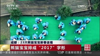 [中国新闻]成都：23只熊猫宝宝新春送福 | CCTV-4