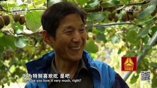 《走遍中国》 20170112 4集系列片《生态淳安》（3）一位韩国人的绿色农业梦 | CCTV-4