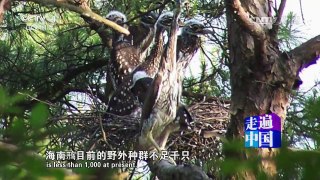 《走遍中国》 20170110 4集系列片《生态淳安》（1）为了一湖秀水 | CCTV-4