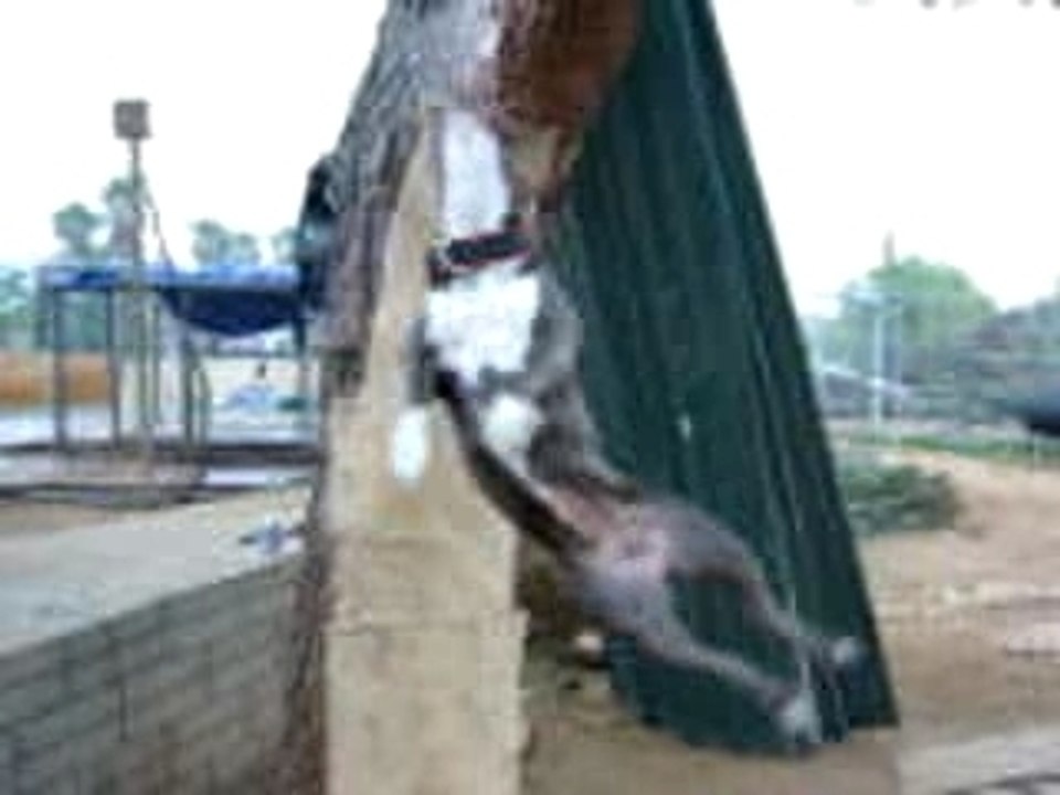 morssure de pitbull
