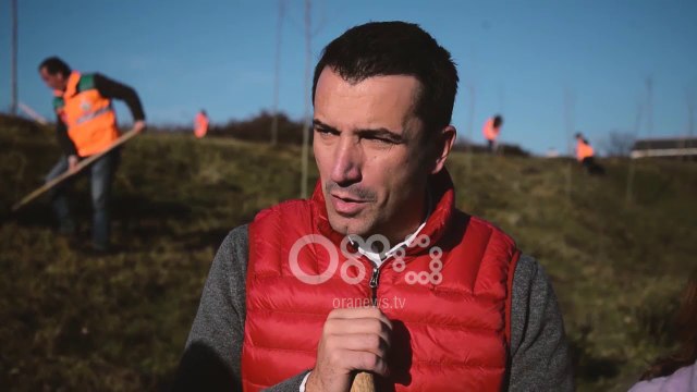 Ora News - Tiranës i duhen edhe 7000 pemë deri në 21 mars për të thyer rekordin e 100 mijë pemëve