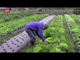 Série especial: agricultura familiar alimenta 70% dos brasileiros