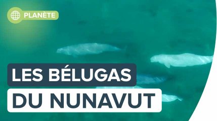 Les bélugas du Nunavut vus par Florian Ledoux
