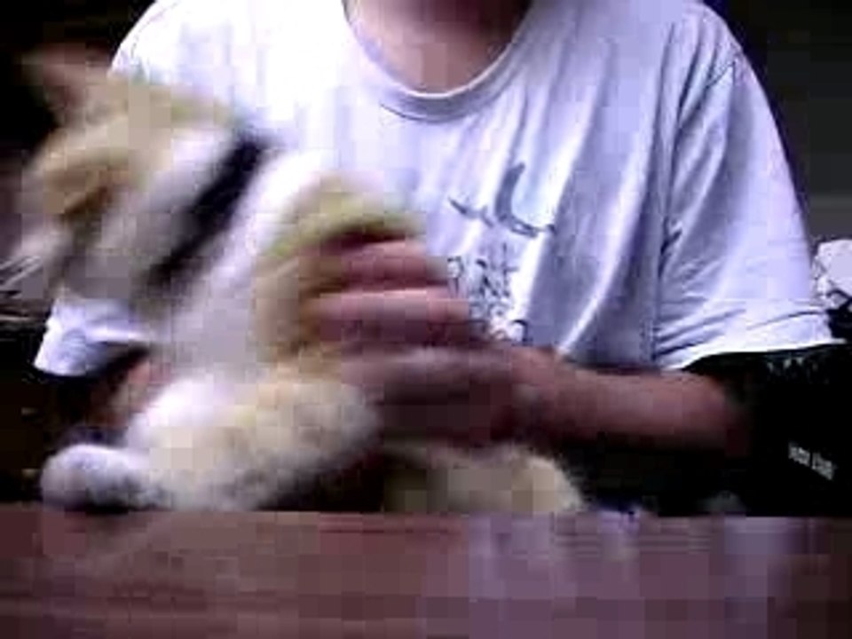 Volvi le chat rocker
