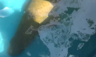 Muncul ke Permukaan, Warga Tangkap Ikan Araipama