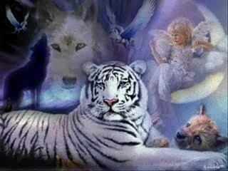 Fauves ( what have you done )