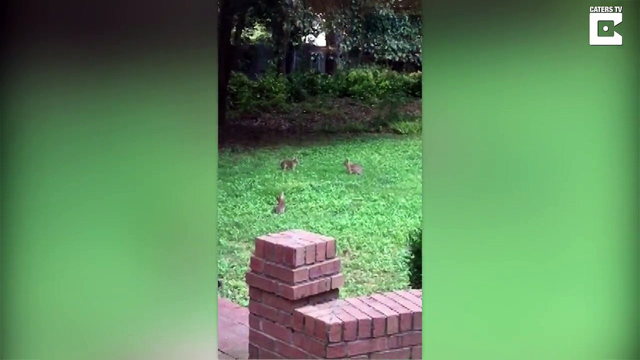 Ce lapin est maitre Kung Fu ! Il esquive tous les autres !