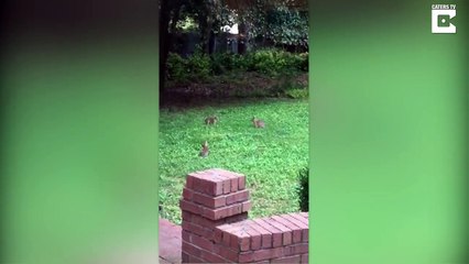 Ce lapin est maitre Kung Fu ! Il esquive tous les autres !