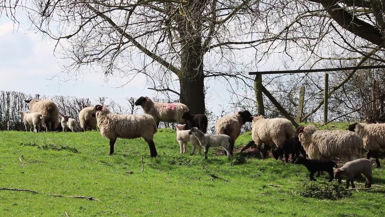 Animals In A Farm