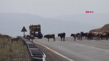 Bingöl Bingöl-Muş Karayoluna İnen İnekler, Yolu Trafiğe Kapattı Hd