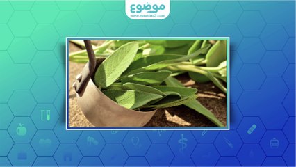 طريقة شرب الميرمية للحمل