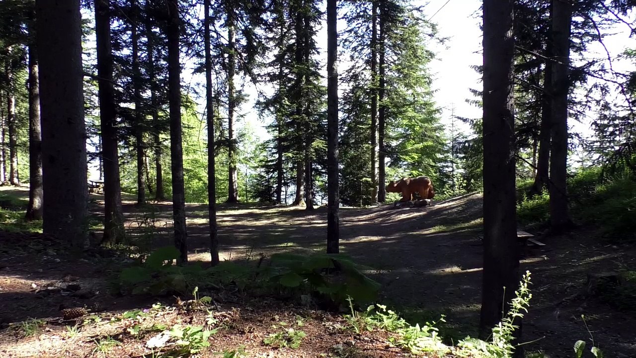 Hautes-Alpes : Boscodon, future forêt d'exception