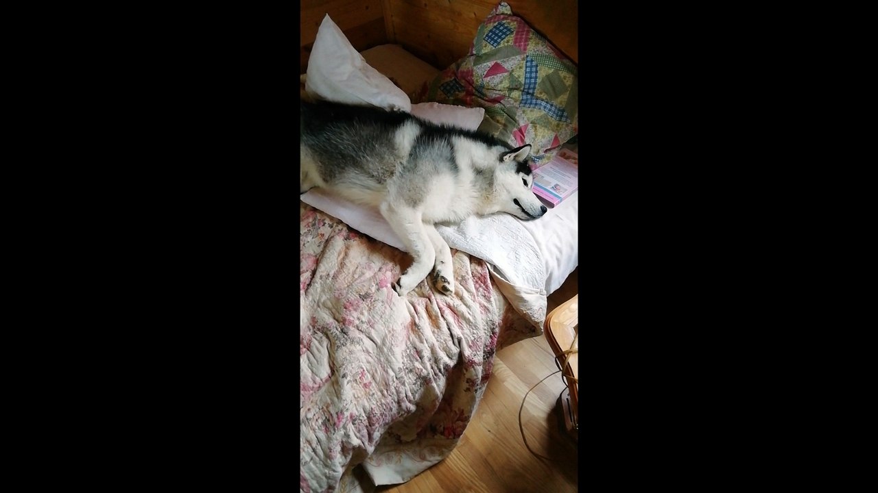 Why did you wake me up?