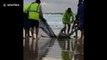 Aussie fishermen rescue shark stuck in fishing net on Queensland beach