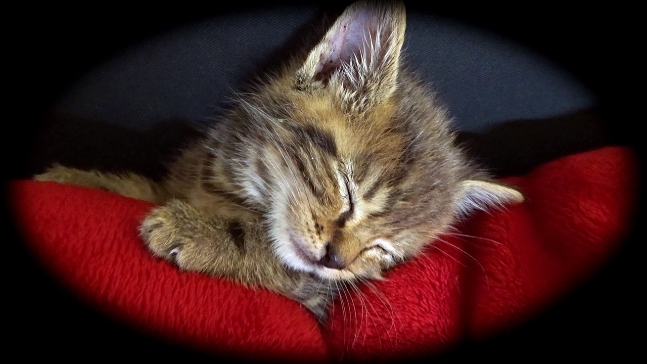 Piout Le chat @Oli Low Prod'