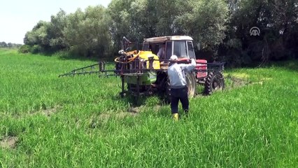 Çeltik 'tava'larında yabancı otla mücadele çalışması - EDİRNE