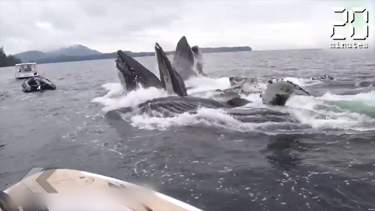 Ces touristes reçoivent une visite innatendue !  - Le Rewind du Mercredi 04 Juillet 2018