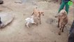 Un bébé chèvre vient téter les mamelles d'une chienne... Tellement adorable