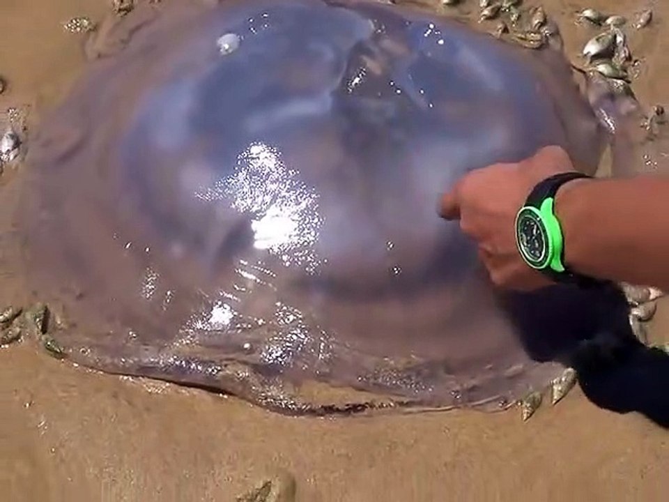 Cette méduse se fait dévorer par des centaines de coquillages