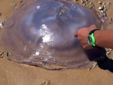 Cette méduse se fait dévorer par des centaines de coquillages