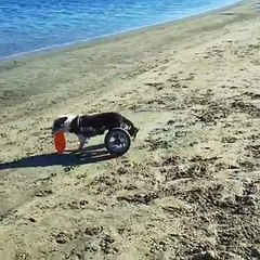 Un chien à roulettes !