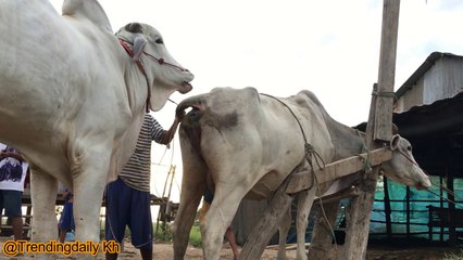 Amazing Man Breed Cow In My Country - How do They Do it?
