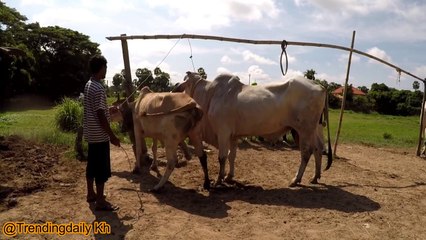 Amazing Technique How To Produce Baby Cow In My Farming (2)