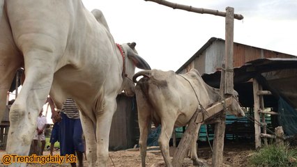 Amazing Man Breed Cow In My Country - How do They Do it (2)