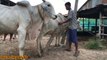 Man Breed Cow How to bred cows in my Country