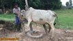 Man Breed Cow How to bred cows in my Country (2)