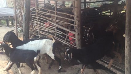Smart and funny goat in farm - real Life of goat in cambodia (2)