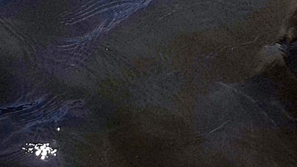 Poissons a st laurent