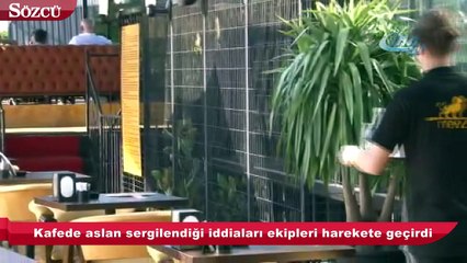 Nargile kafede aslan sergilendiği iddiaları ekipleri harekete geçirdi