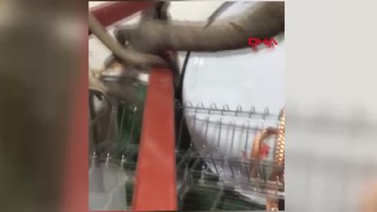 Şırnak Beytüşşebap'ta Yılan Paniği