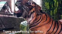 It’s #InternationalTigerDay today and I'd like to say something chirpy and cheerful like 'Happy International Tiger Day!' but then I see a video like this and I