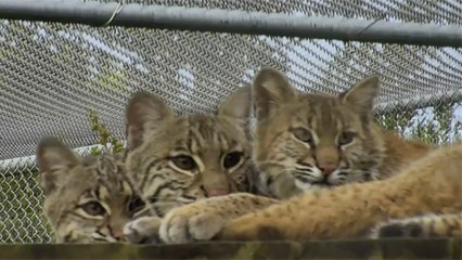 Introducing Three Bobcats - Part 2