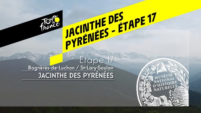 Étape 17 : Jacinthe des Pyrénées - Conservatoire botanique national des Pyrénées et Midi-Pyrénées