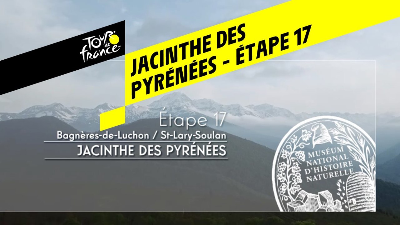 Étape 17 : Jacinthe des Pyrénées - Conservatoire botanique national des Pyrénées et Midi-Pyrénées