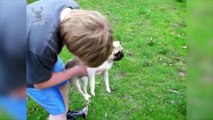 Funny Pugs Compilation