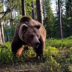 Un ours s'invite à côté de campeurs