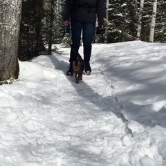 My cat likes to walk on snow
